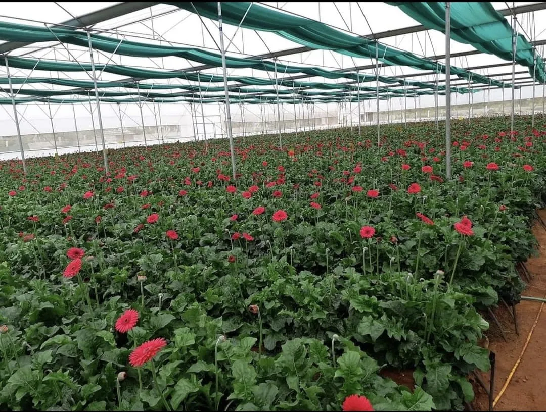 ICON Horticulture Field Work - Polyhouse & Net House Construction